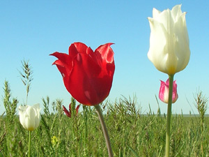 Тюльпаны Калмыкия