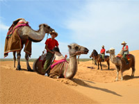 Поездка на верблюдах
