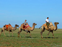 Туры на верблюдах