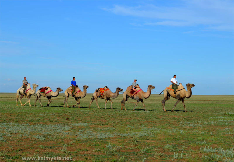 Тур на верблюдах