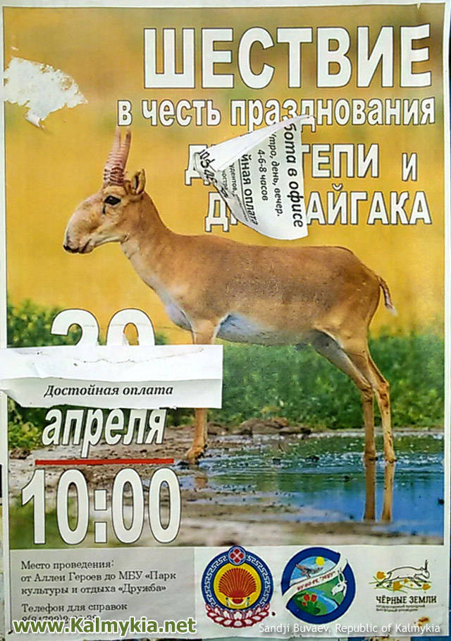 День сайгака