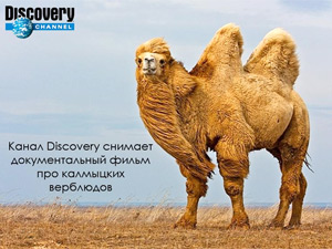 Discovery Калмыкия