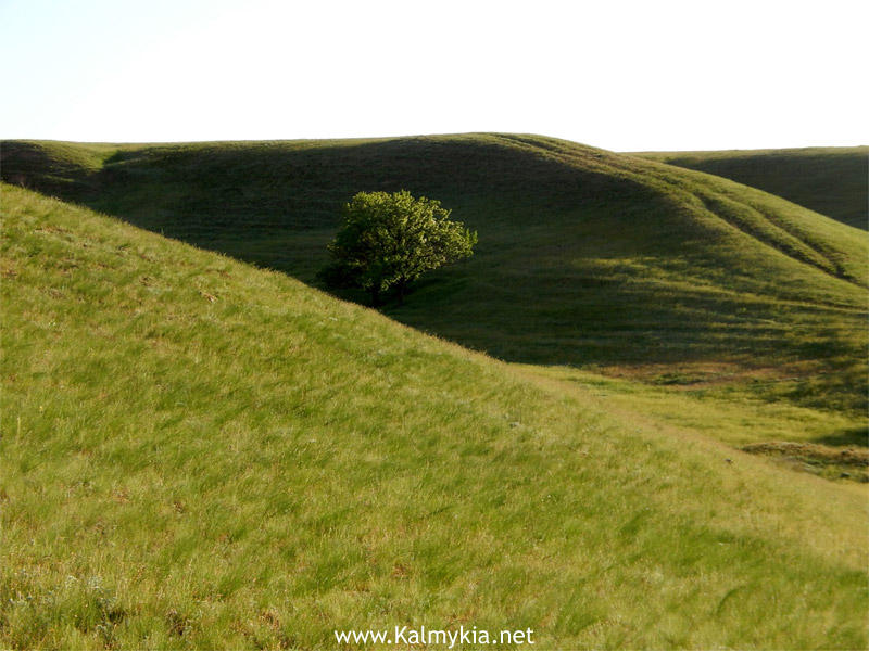 Экосафари в Калмыкии