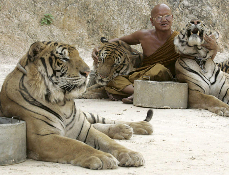 Храм тигров в Таиланде