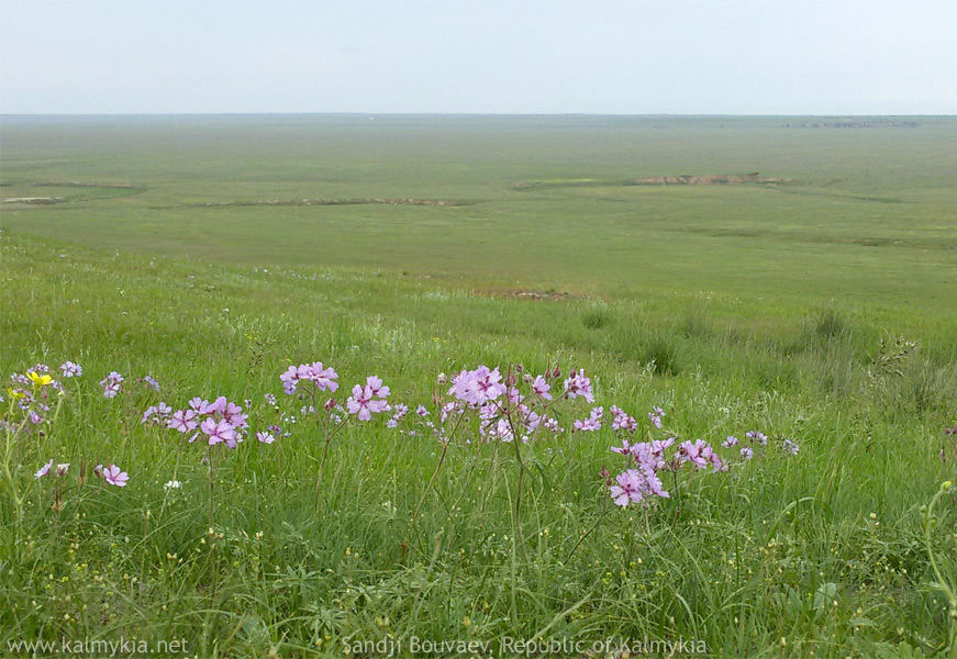 Калмыцкая степь