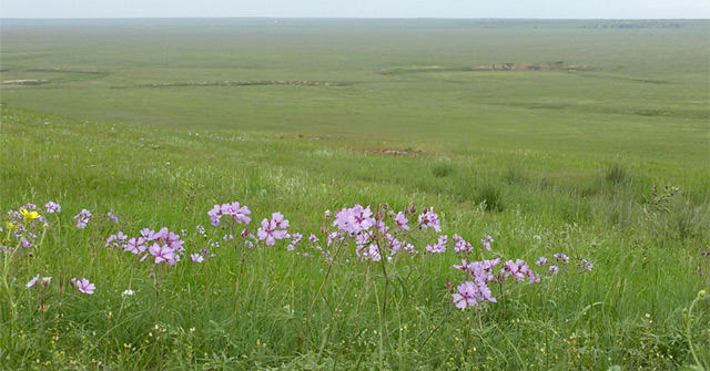 Калмыцкая степь