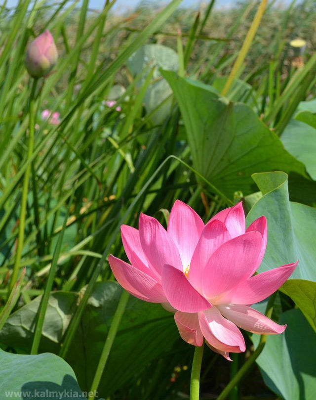 Blooming lotuses