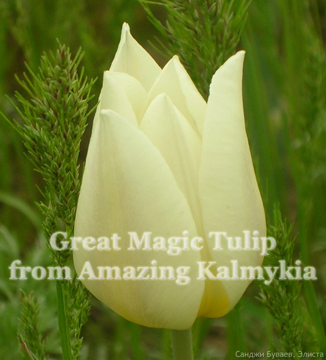 Волшебный тюльпан