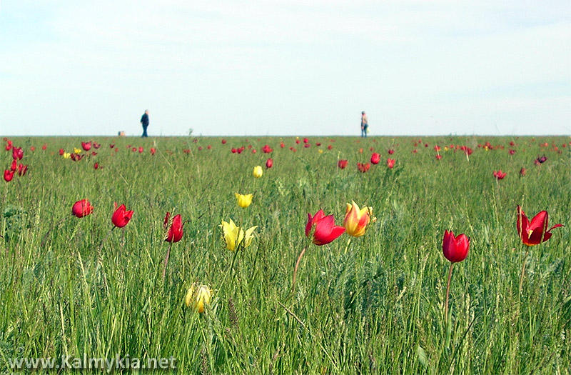 Цветение тюльпанов в Калмыкии