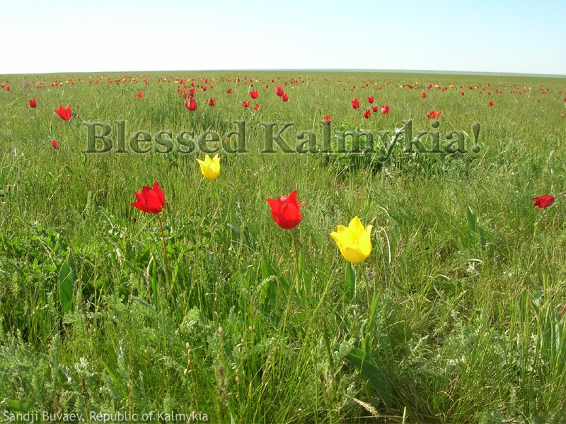 Тюльпановые поля Калмыкии