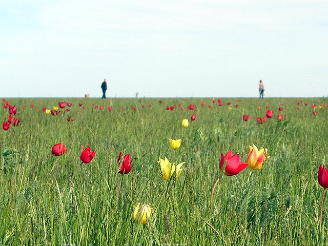Тюльпановые поля в Калмыкии